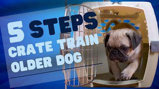 How to Crate Train an Adult Dog  Here are 5 Easy Steps [upl. by Hemetaf]