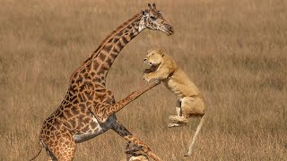 Extreme fight Lion vs Giraffe to save her baby Wild Animals Attack [upl. by Vasquez]