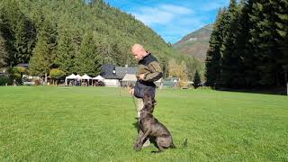 Just 5 Months old BANDOG chico training obedience [upl. by Favien]