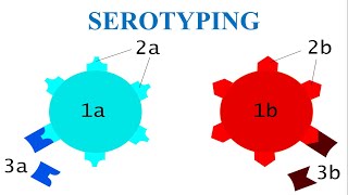 Serotyping  Bacterial Serotyping  Viral Serotyping [upl. by Iruy]