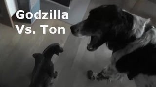 Godzilla ゴジラ Vs Ton  Our dog at its best  Unser Hund von seiner besten Seite [upl. by Inez354]