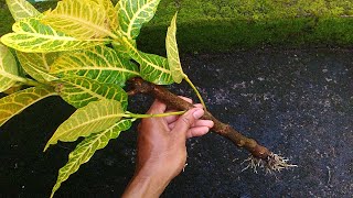 How to Grow Croton Plants From Stem Cuttings [upl. by Brackett464]