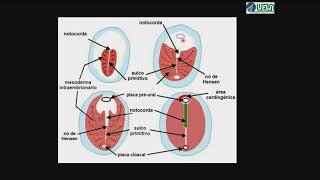 Embrião Trilaminar Características Gerais [upl. by Dacia]