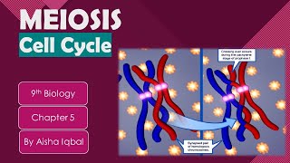 Meiosis Class 9  meiosis cell division [upl. by Erelia]