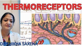 Thermoreceptors Types of receptors [upl. by Airrat48]