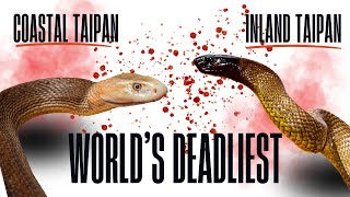 Coastal amp Inland Taipan  Worlds Deadliest  naturelovers wildlife animals snake [upl. by Ahsap]