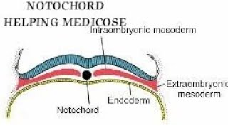 Notochord  3rd week of Development  Part 2 of 5 [upl. by Glad]