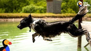 Dog Sprints and Jumps Into Water Every Chance He Gets  The Dodo [upl. by Aihc]