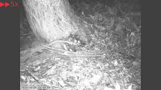 Japanese Field Mouse Removes Rinds of Fallen Walnut before Carrying away  Walnut Feeder Project 16 [upl. by Yenetruoc]