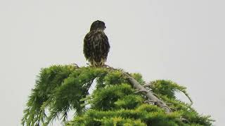 081124 Black Merlin Falcon Kent Wa 0295162 [upl. by Daniella735]