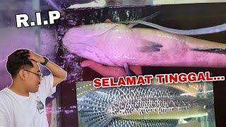 ikan channa jumbo bang fish mati‼️ [upl. by Rania]