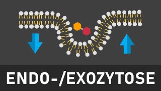 Endo und Exozytose einfach erklärt  Phagozytose Pinozytose konstitutive und stimulierte Exozytose [upl. by Aleik]