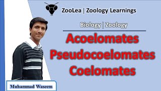 Acoelomates Pseudocoelomates and Coelomates  ZooLea  Lesson 13  Biology Zoology [upl. by Aikel252]