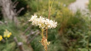 OLMARIA COMUNE  FILIPENDULA OLMARIA  Filipendula ulmaria Rosaceae [upl. by Sheya653]