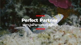 Perfect Partner ปลาบู่เฝ้ายามกับกุ้งนักขุด [upl. by Moina779]