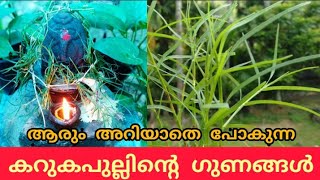 ആരും അറിയാതെ പോകുന്ന കറുകപുല്ലിന്റെ ഗുണങ്ങൾ  Karuka pullu grass  Cynodon dactylon  കറുകപുല്ല് [upl. by Philippine]