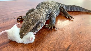 Lizard EATS 2 MiceLive Feeding [upl. by Ennaj]