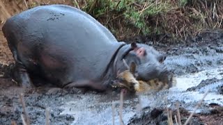 Angry Hippopotamus attacks Wild Dogs very hard Wild Animals Attack [upl. by Oiludbo]