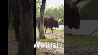 Watusi thefarm Walnutcreek Amish long horn cattle [upl. by Onirefez851]