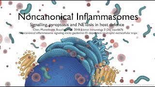 Noncanonical inflammasomes signalling pyroptosis and NETosis in host defence [upl. by Eeralih]