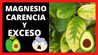 CarenciasDEFICIENCIA Y EXCESO de Magnesio en Cultivo De AGUACATE [upl. by Ayor]