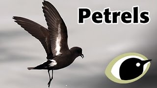 BTO Bird ID  Petrels [upl. by Aileda]