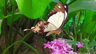 Botanical Garden Munich  Butterflies  Botanischer Garten München  Schmetterlinge [upl. by Yatnwahs]