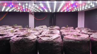 Timelapse of seedlings growing in the OGarden Smart [upl. by Orhtej]