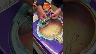 anatomy of the eye cavityanterior chamberanatomyandphysiology news tiktok [upl. by Quennie]