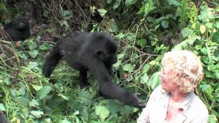 Uganda Gorilla close encounter and touching woman while tracking safari in Nkuringo Uganda [upl. by Tessy86]