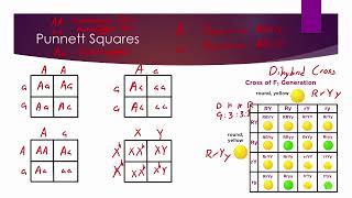 Road to Success MCAT Test Prep Biology Genetics and Evolution [upl. by Nert]