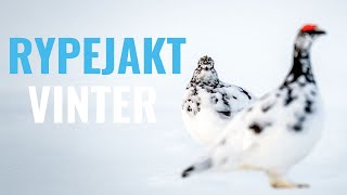 RYPEJAKT VINTER  VLOGG 9 [upl. by Llered]