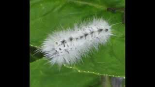 White Fluffy Caterpillar [upl. by Leunamesoj]