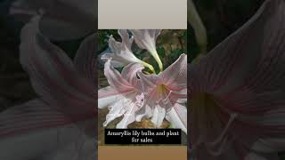 Amaryllis lily bulbs available shorts [upl. by Nirrol]