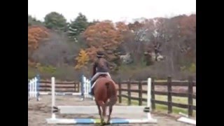 Exercise For Horses That Rush Jumps [upl. by Meng]