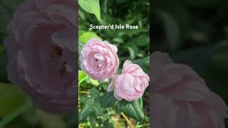 Scepter’d Isle Rose shorts youtubeshorts [upl. by Pravit]