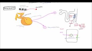 Diabetes Insipidus for USMLE Step 1 and USMLE Step 2 [upl. by Kacerek]