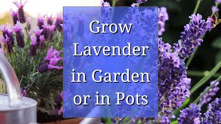 Grow Lavender in Garden or in a Pot [upl. by Finstad]