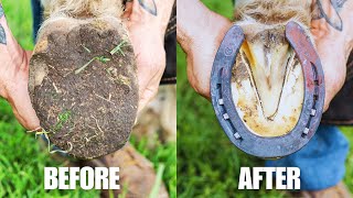 Farrier Full Hoof Restoration  Satisfying ASMR [upl. by Htezil483]