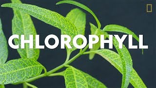 Definitions in the Field Chlorophyll [upl. by Bina]