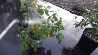 How to control Citrus White Fly Problem [upl. by Pugh79]