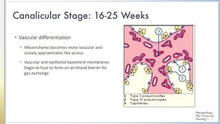 The Five Stages of Fetal Lung Development [upl. by Eigram]