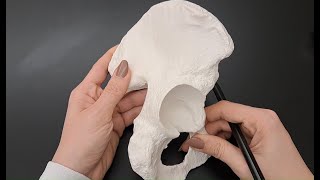 Anatomy of Hip Bone in under 2 minutes [upl. by Quartana]