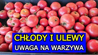 Przygotuj się na Chłody i Ulewy Zagrożone Pomidory Ogórki Marchew Cukinia Seler Dynia Papryka [upl. by Alag]