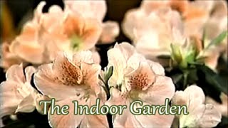 How to Grow an Azalea Indoors [upl. by Marko]