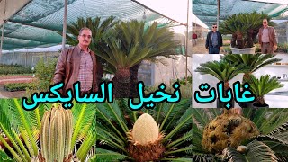 غابات نخيل السايكس Cycas Revolu في العراق 🇮🇶 بغداد في مشتل السلسبيل وتعرفوا على أسرار الزراعة [upl. by Levin]