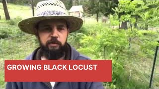 Growing Black Locust in a Permaculture System [upl. by Dranyam637]