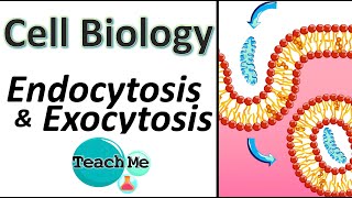 14  Endocytosis amp Exocytosis  Membrane Transport  IB Biology  TeachMe [upl. by Ogram449]