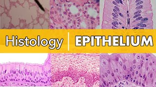 Histology  Epithelium [upl. by Groscr]