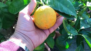 Blood orange Sanguinelli tasting Is a fruit edible that’s been on the tree at least 18 months [upl. by Ahseinod]